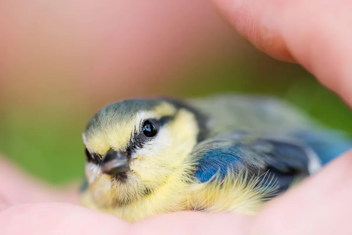 Come aiutare le cince a superare l'inverno