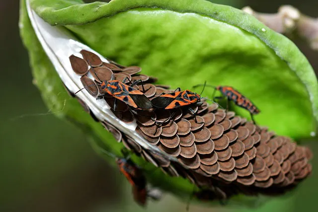Specie aliene invasive e il drastico declino degli insetti